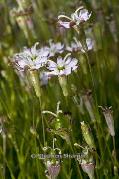 silene saxifraga 1 graphic